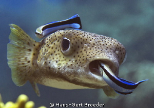Porcupinefish
Bunaken,Sulawesi,Indonesia, Bunaken Islands
 by Hans-Gert Broeder 